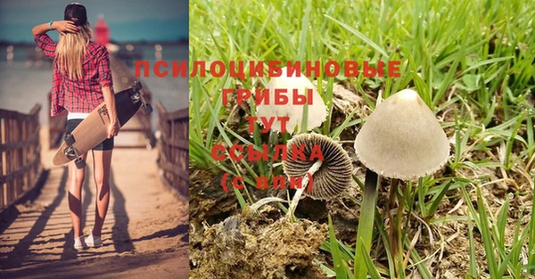 прущие грибы Уссурийск
